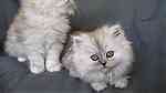 Pure Persian breed kittens for sale. - Image 3