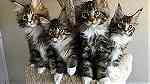 pure pedigree maine coon kittens - XL - TICA reg. - صورة 1