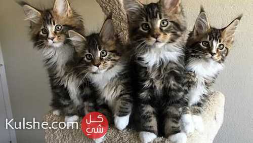 pure pedigree maine coon kittens - XL - TICA reg. - صورة 1