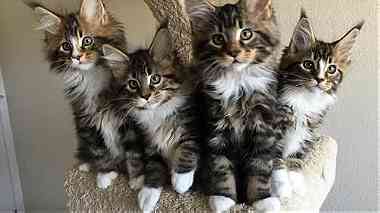 pure pedigree maine coon kittens - XL - TICA reg.