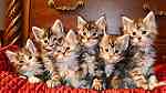 pure pedigree maine coon kittens - XL - TICA reg. - صورة 2