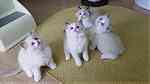 Beautiful Pedigree Ragdoll Kittens - Image 2