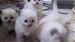 Beautiful Pedigree Ragdoll Kittens - صورة 3