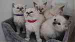 Beautiful Pedigree Ragdoll Kittens - صورة 4