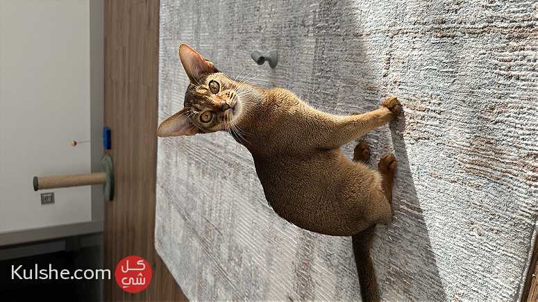 Abyssinian cat for selling Istanbul - Image 1