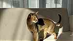 Abyssinian cat for selling Istanbul - Image 3