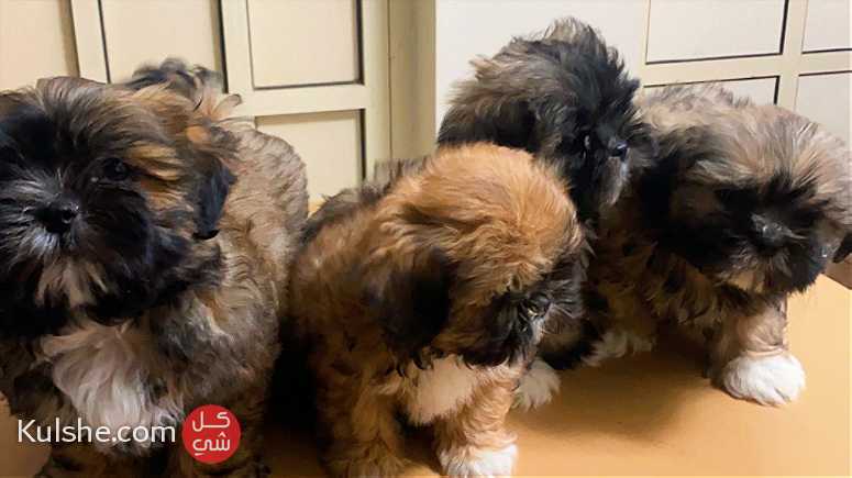 للبيع كلاب شيتزو العمر شهرين 4كلاب الواحد ب50 دينار - صورة 1