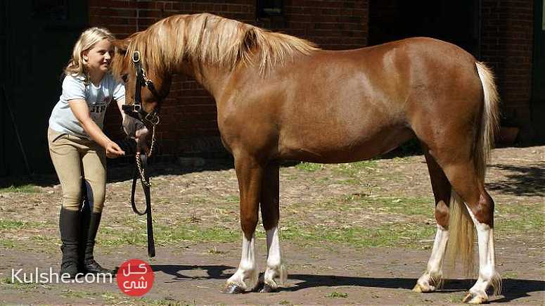 Amazing Pony horse for your family - صورة 1
