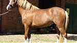 Amazing Pony horse for your family - صورة 2