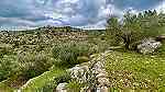 ارض للبيع في قرية بيت ريما شمال غرب رام الله - Image 2