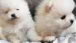 lovely pomeranian puppies - صورة 1