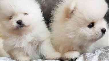 lovely pomeranian puppies