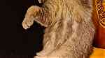 Scottish fold cat - Image 2