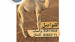 خرفان ذبايح للبيع الكويت - صورة 2