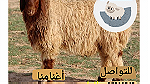 خرفان ذبايح للبيع الكويت - صورة 4