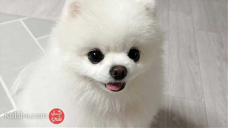 Top Quality Teacup Pomeranian Puppies for sale Email us - صورة 1