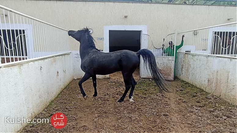 للبيع 4 خيول عربي اصيل - Image 1