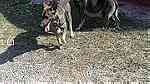 كلاب للبيعفي اكادير ايت ملول - صورة 1