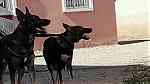 كلاب للبيعفي اكادير ايت ملول - Image 14