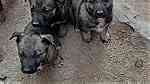 كلاب للبيعفي اكادير ايت ملول - صورة 7
