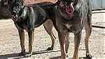كلاب للبيعفي اكادير ايت ملول - Image 6