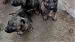 كلاب للبيعفي اكادير ايت ملول - صورة 19