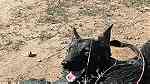 كلاب للبيعفي اكادير ايت ملول - صورة 9