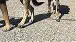 كلاب للبيعفي اكادير ايت ملول - صورة 8