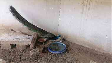 طاووس للبيع في اكادير ايت ملول