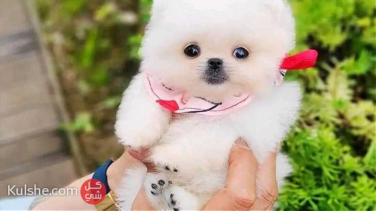 Two Friendly Teacup Pomeranian Puppies for sale - Image 1