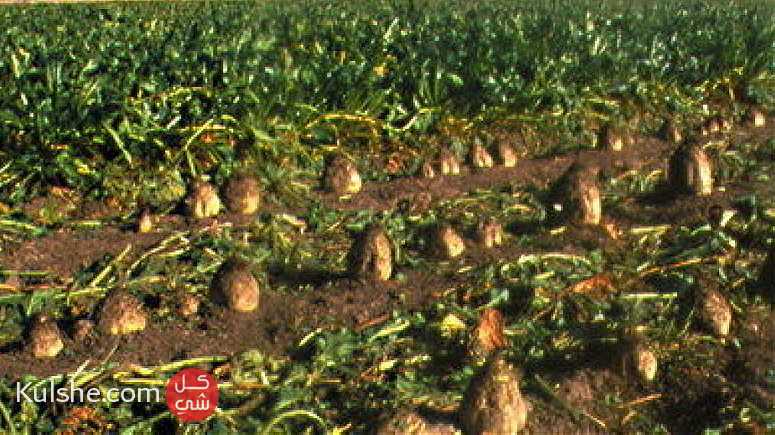 الارض للاستثمار الزراعي في مصر - صورة 1