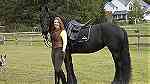 stunning family friesian horse for you - Image 1