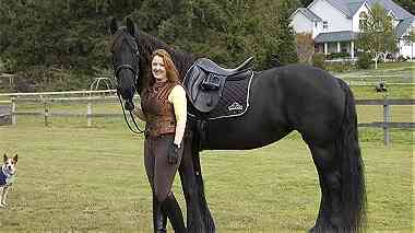 stunning family friesian horse for you