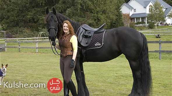 stunning family friesian horse for you - صورة 1