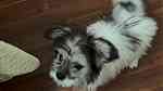 كلب جريفون الماني - صورة 2