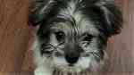 كلب جريفون الماني - صورة 3