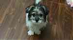 كلب جريفون الماني - صورة 1