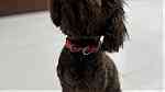 Dog for sale toy poodle in kuwait - صورة 2