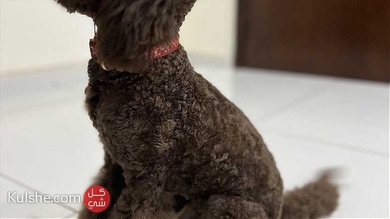 Dog for sale toy poodle in kuwait - صورة 1