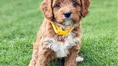 CAVOODLE PUPPIES READY