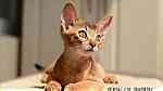 Abyssinian kitten from Russia - Image 7
