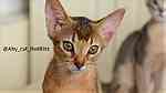 Abyssinian kitten from Russia - صورة 5