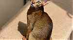 Abyssinian kitten from Russia - صورة 3