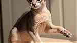 Abyssinian kitten from Russia - صورة 6