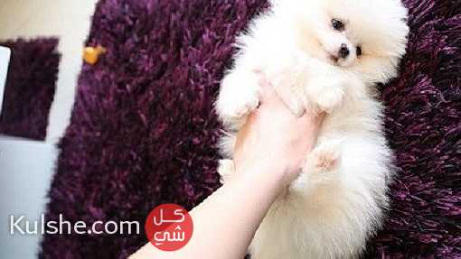Priceless White Pomeranian Puppy For Adoption - Image 1