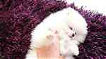 Priceless White Pomeranian Puppy For Adoption - Image 2