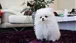 Priceless White Pomeranian Puppy For Adoption - Image 3
