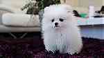 Priceless White Pomeranian Puppy For Adoption - Image 4