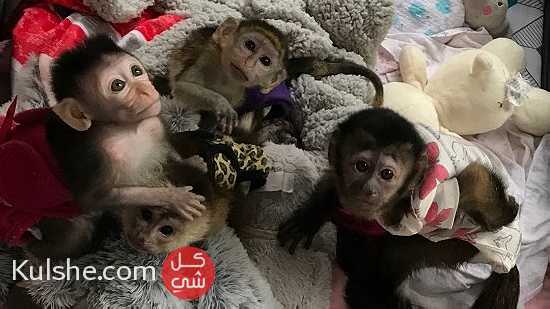 Cute  Capuchin Monkeys for Sale - Image 1