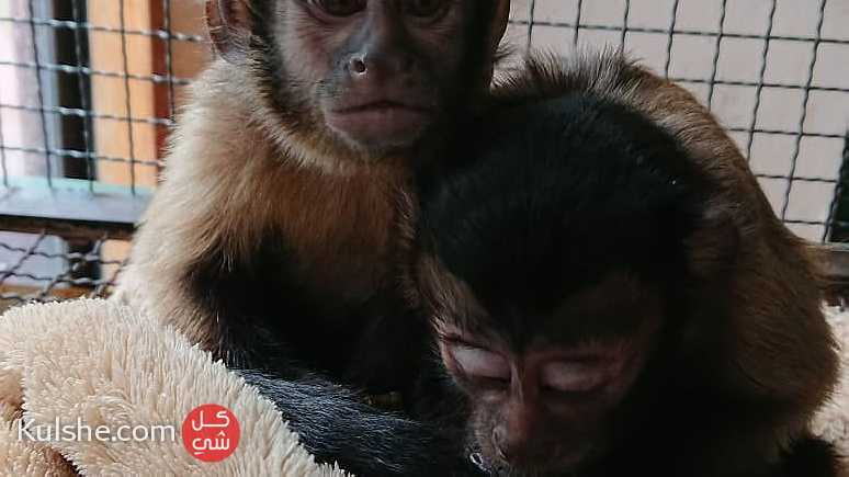 Healthy Capuchin Monkeys for Sale - صورة 1